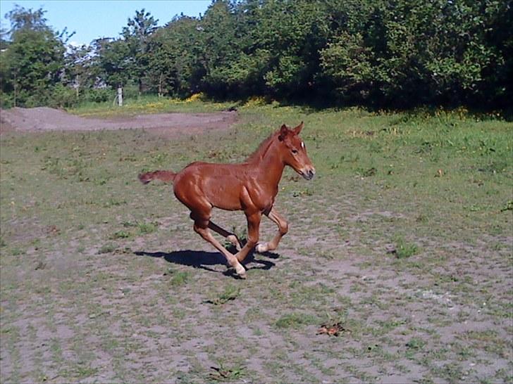 Anden særlig race Bellami - Jubii:D billede 12