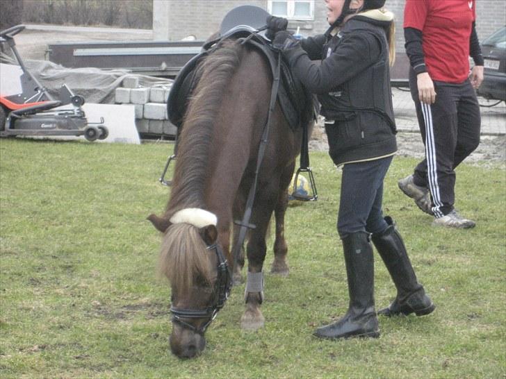 Anden særlig race lucas (himmelhest) - havde lidt problemer med at komme op der var jo græs :) billede 4