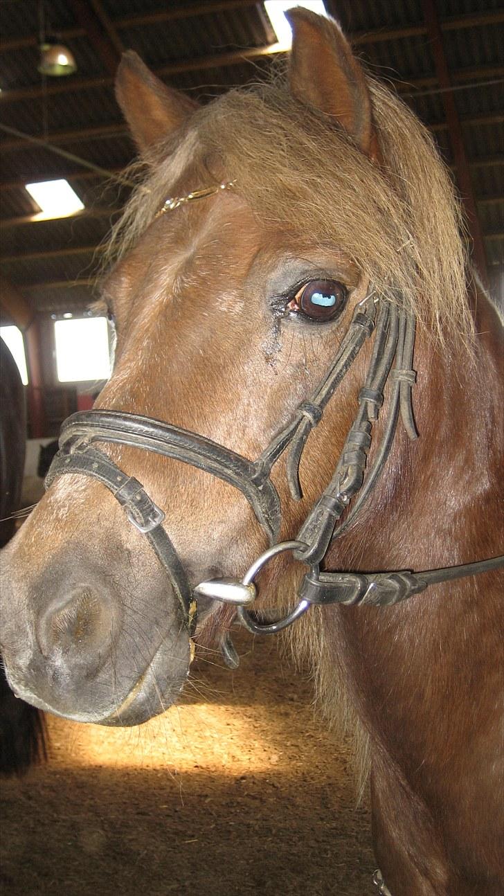 Anden særlig race lucas (himmelhest) - efter spring den er så nuser billede 5