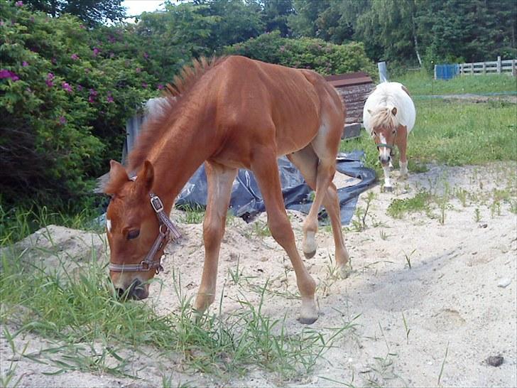 Anden særlig race Bellami billede 14