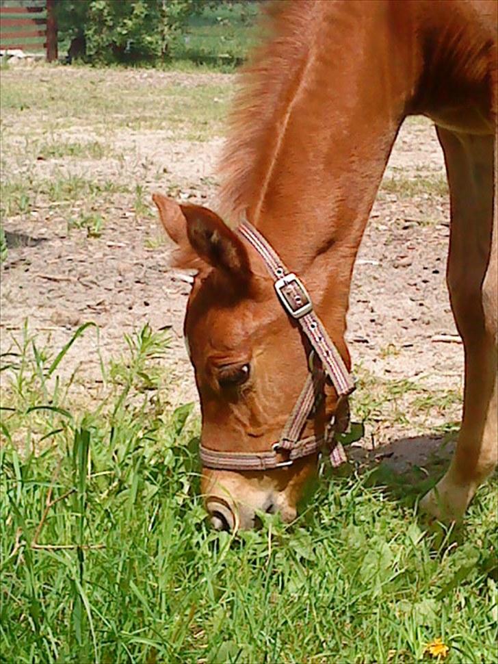 Anden særlig race Bellami billede 15