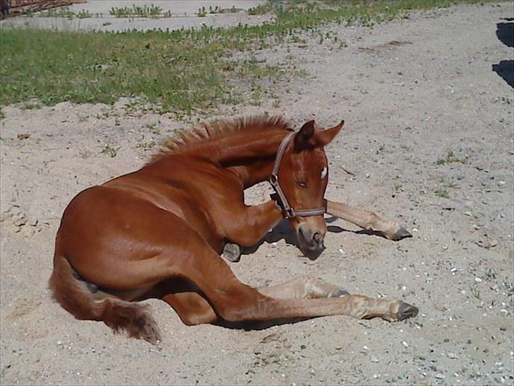 Anden særlig race Bellami billede 16