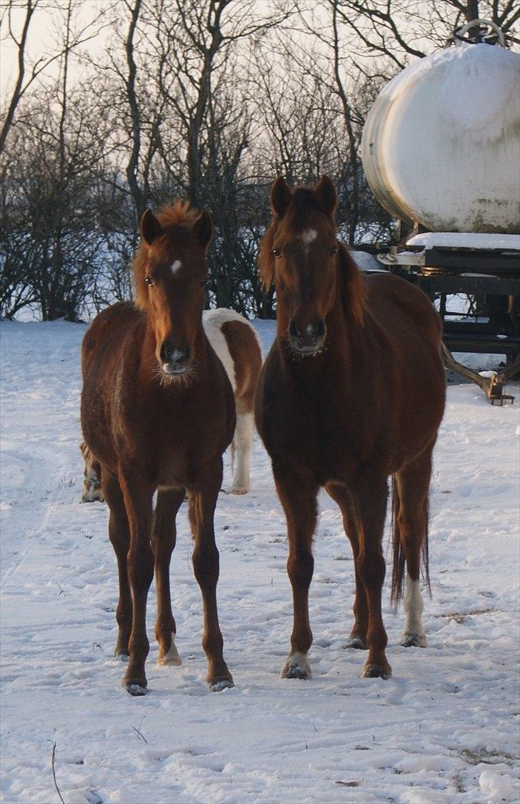Anden særlig race Bellami - Bellami sammen med mor Rose :D billede 8