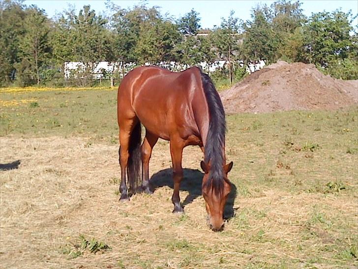 Connemara Maskenkol's Rebelix - Smukke<3 billede 7