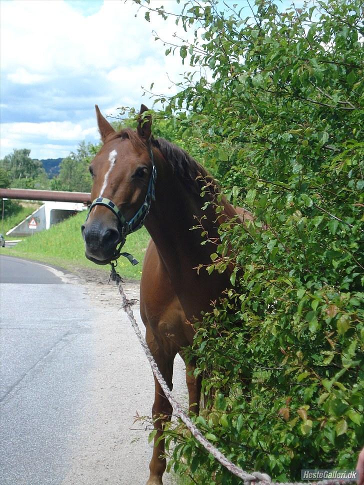 Anden særlig race Milla - Hej velkommen til milla,s profil<3(2010) billede 4