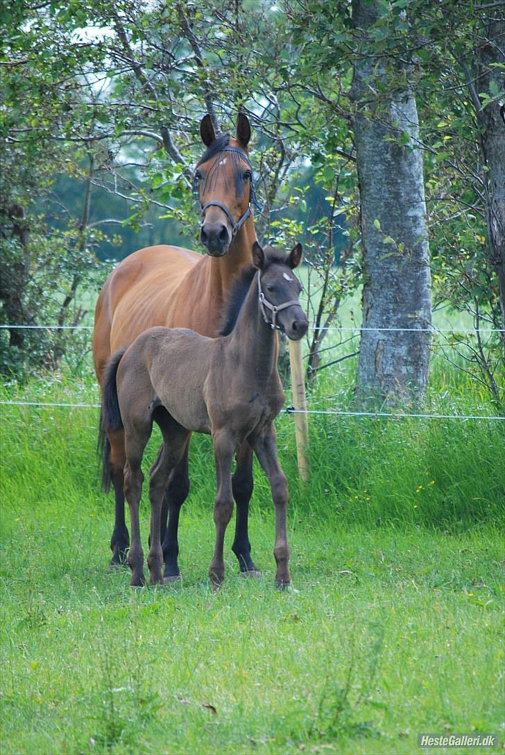 Dansk Varmblod Ronja SOLGT billede 7