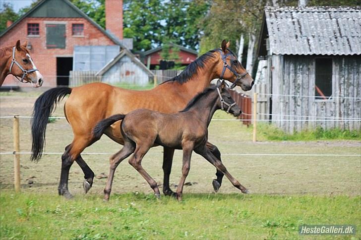 Dansk Varmblod Ronja SOLGT billede 8
