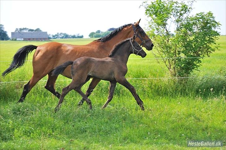 Dansk Varmblod Ronja SOLGT billede 9