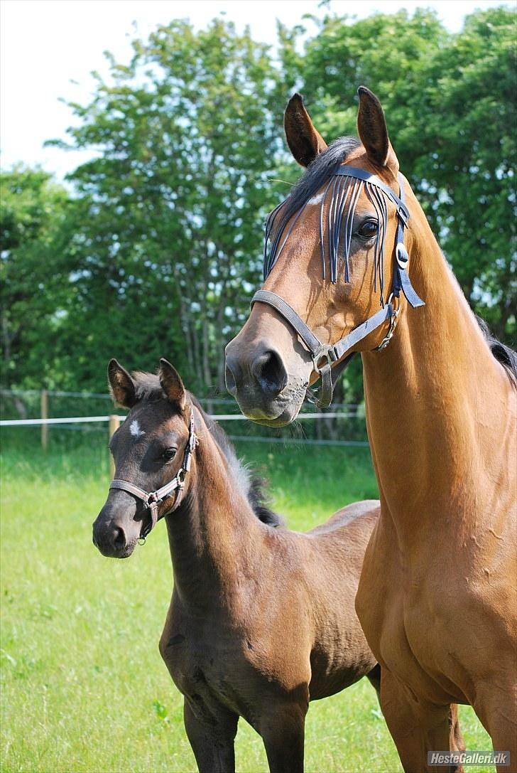Dansk Varmblod Ronja SOLGT billede 10