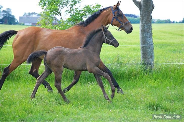 Dansk Varmblod Ronja SOLGT billede 12
