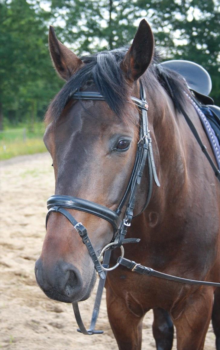 Dansk Varmblod Renoir billede 16