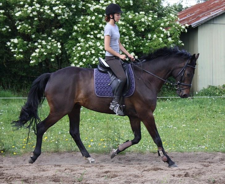 Dansk Varmblod Renoir billede 17