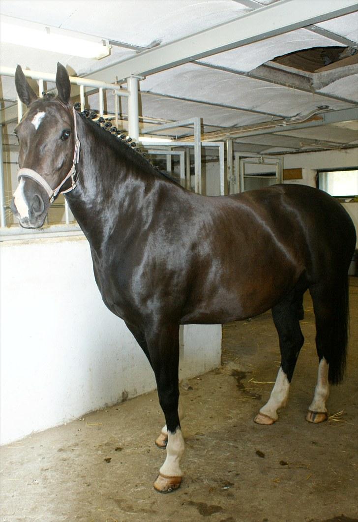 Oldenborg   Miranda Himmelhest  :'( <3 - Broager Ringridning 2010 <3 billede 18
