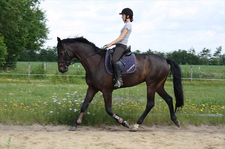 Dansk Varmblod Renoir billede 18