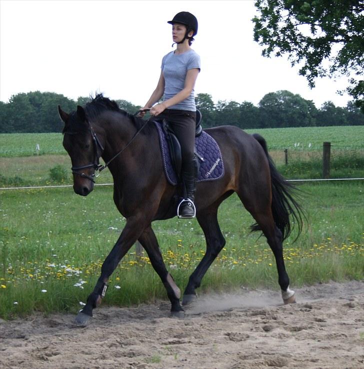 Dansk Varmblod Renoir billede 19