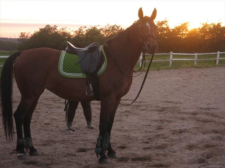 Dansk Varmblod Majbrit. RIP billede 5