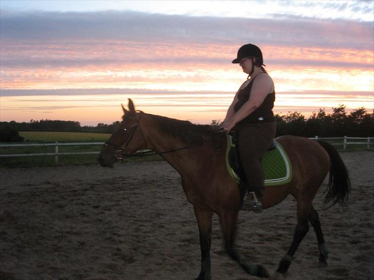 Dansk Varmblod Majbrit. RIP billede 6