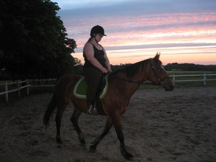 Dansk Varmblod Majbrit. RIP billede 8