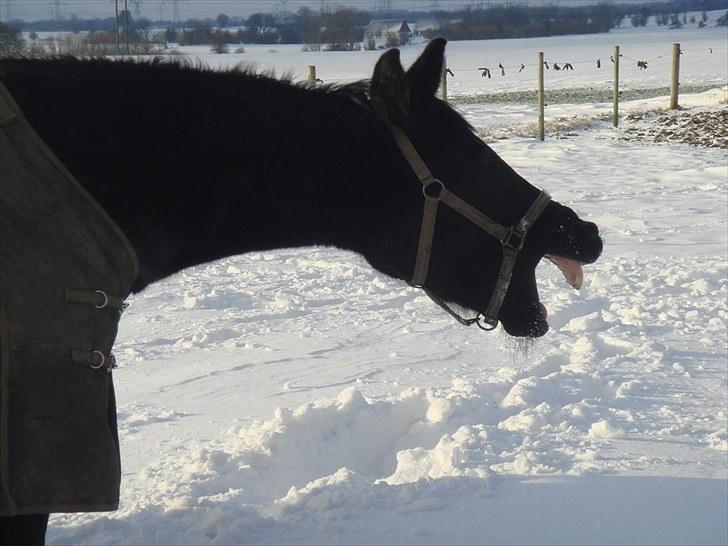 Fuldblod (XX) Ferrari (R.I.P) <3 billede 14