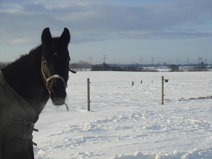 Fuldblod (XX) Ferrari (R.I.P) <3 billede 15