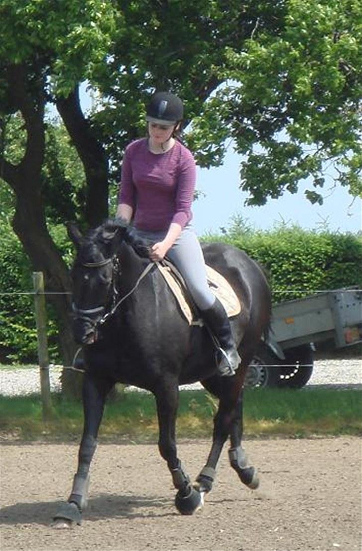 Fuldblod (XX) Ferrari (R.I.P) <3 billede 18