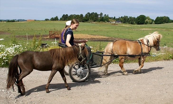 Anden særlig race Luffe billede 12