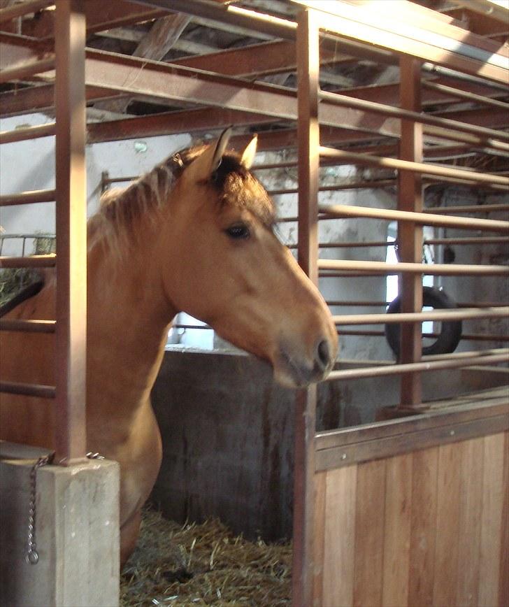 Anden særlig race Rocky billede 1