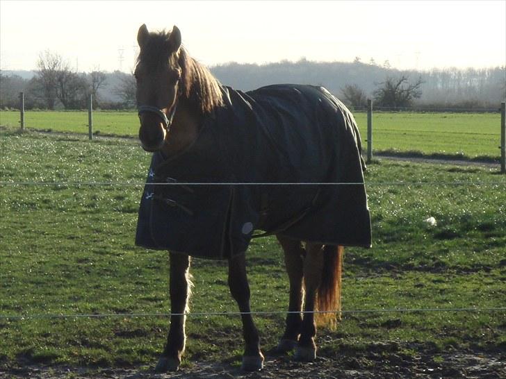 Anden særlig race Rocky billede 2