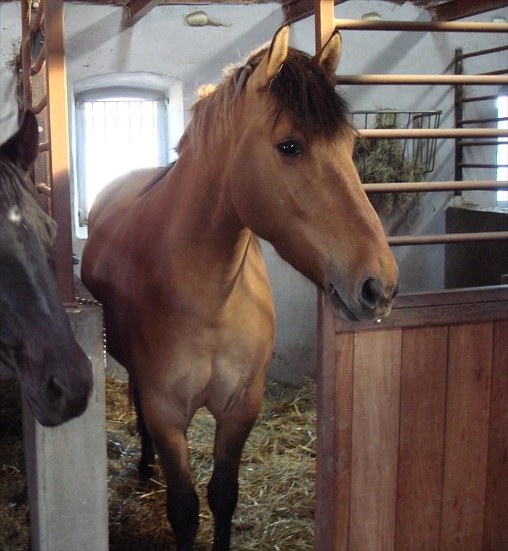 Anden særlig race Rocky billede 3