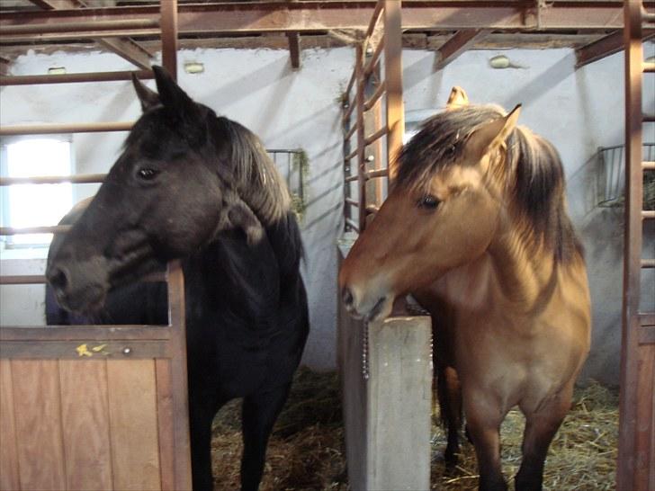 Anden særlig race Rocky billede 4