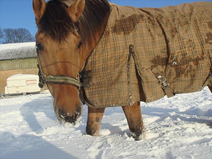Anden særlig race Rocky billede 5