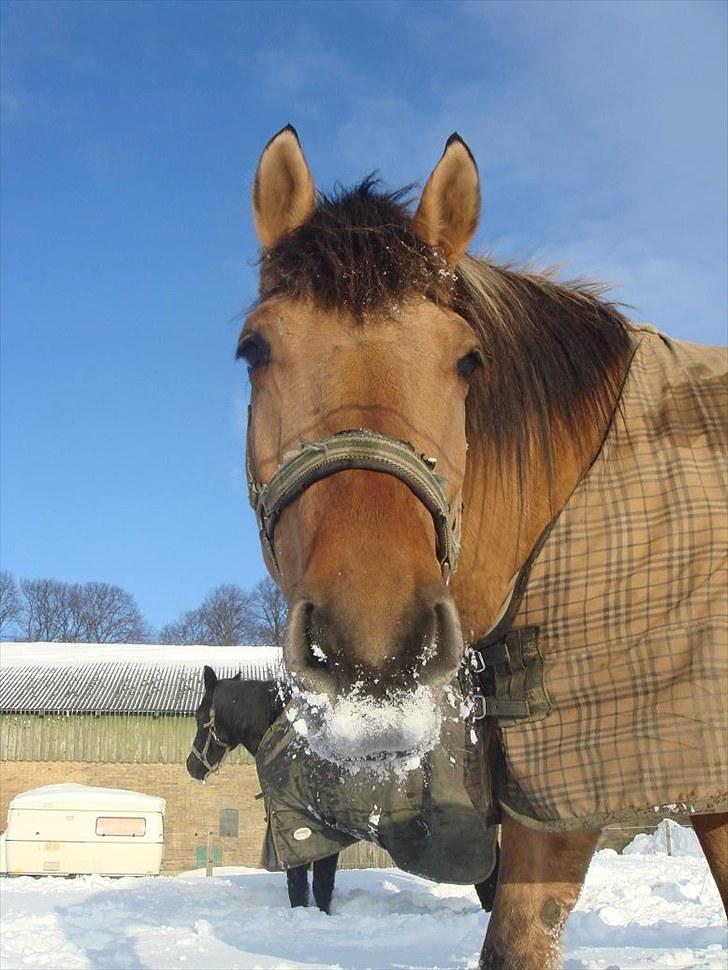 Anden særlig race Rocky billede 6