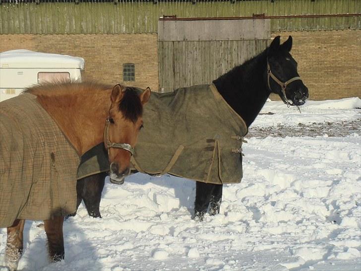 Anden særlig race Rocky billede 7