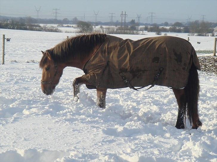 Anden særlig race Rocky billede 8
