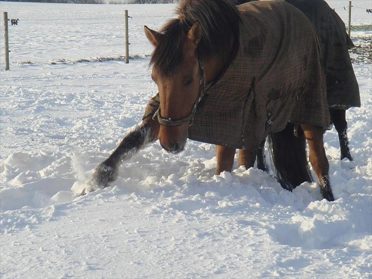 Anden særlig race Rocky billede 9