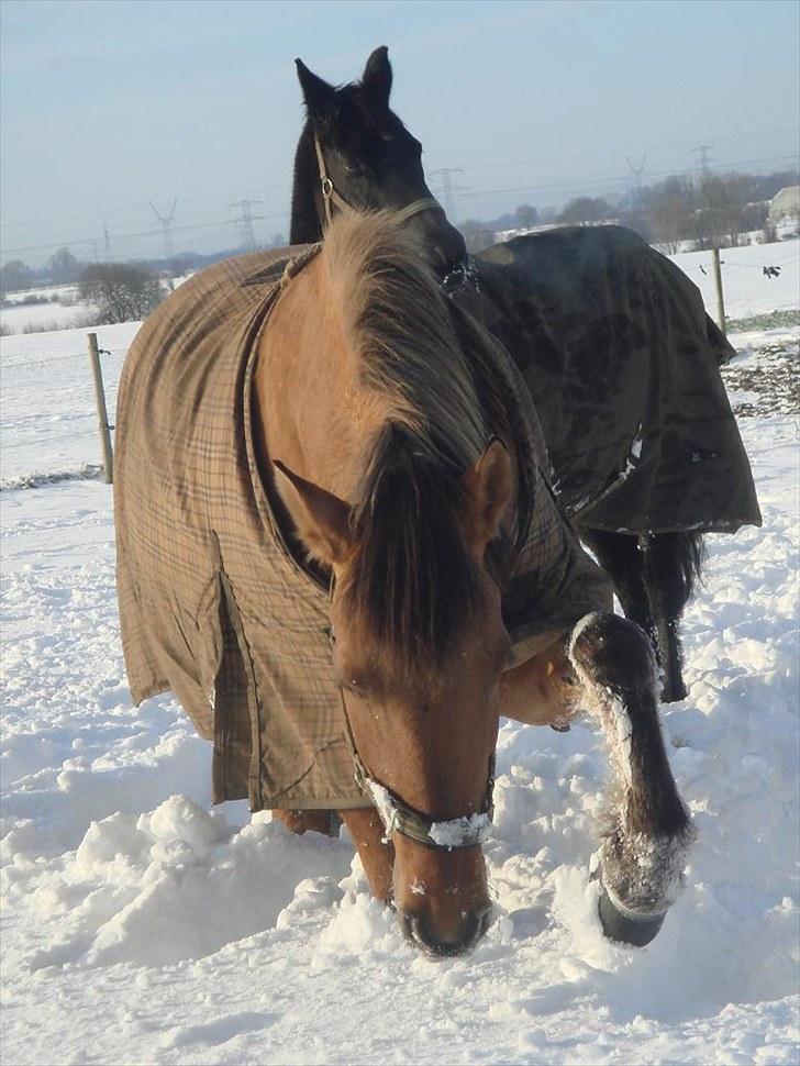 Anden særlig race Rocky billede 10