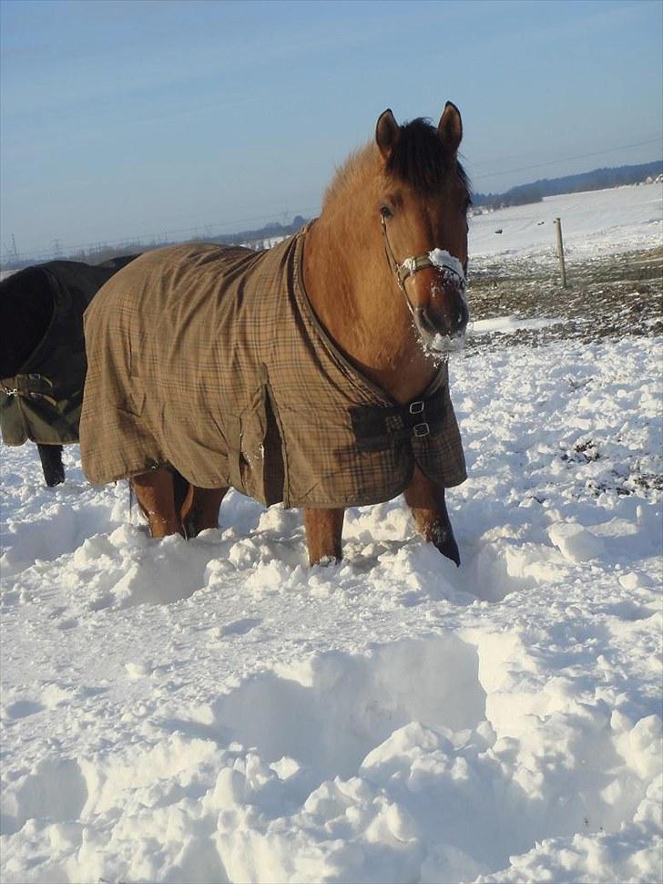 Anden særlig race Rocky billede 11