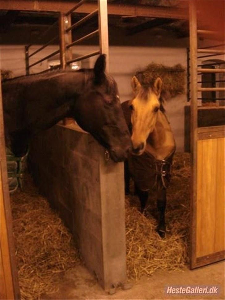 Anden særlig race Rocky - Gammelt billede. Her var han ca. 1-2 år  billede 12