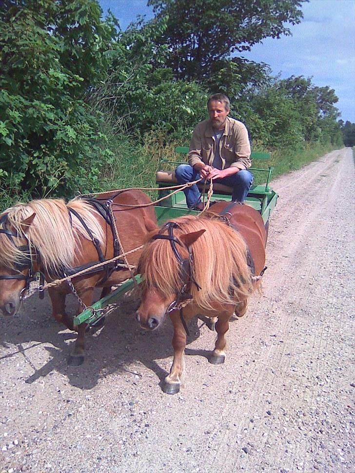 Shetlænder Rasmus (Knold) - afsted. Sommer 2010 billede 16