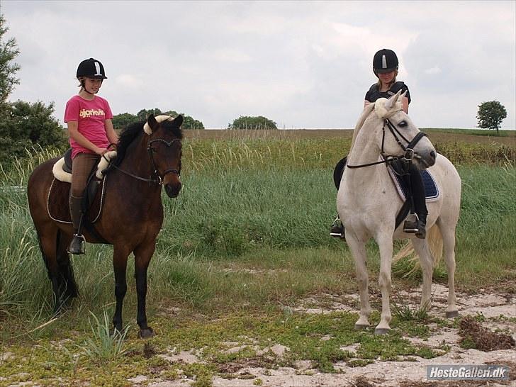 New Forest Mankehøjs Glamour<3 SOLGT:'-( - på stranden med pasteur og jose;) billede 4