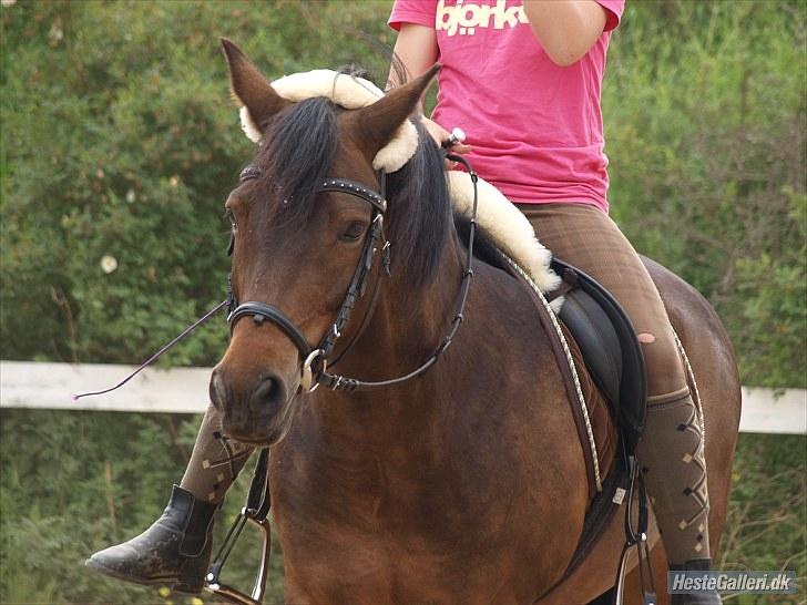 New Forest Mankehøjs Glamour<3 SOLGT:'-( - skridter lidt rundt billede 5