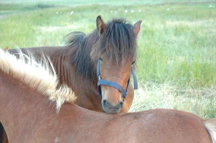 Anden særlig race Frederik billede 11