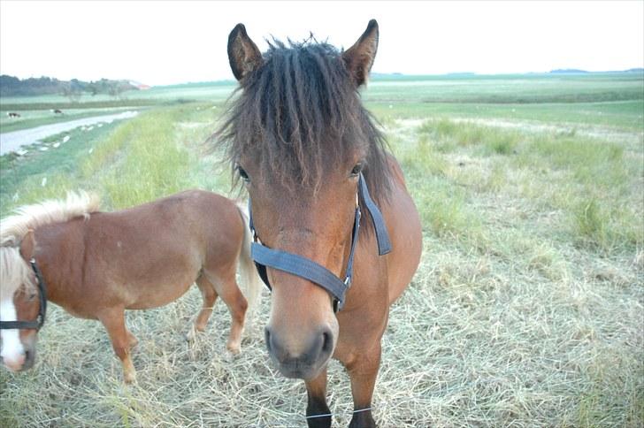 Anden særlig race Frederik billede 12