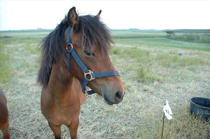 Anden særlig race Frederik billede 13