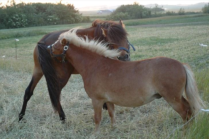 Anden særlig race Frederik billede 14