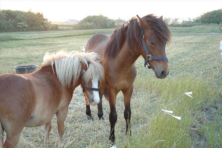 Anden særlig race Frederik billede 15