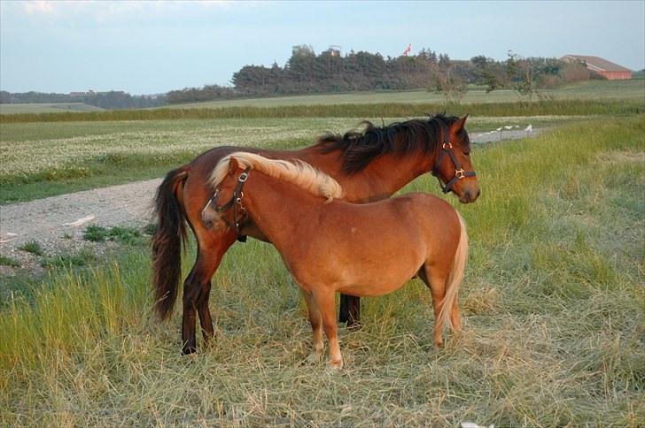 Anden særlig race Frederik billede 16
