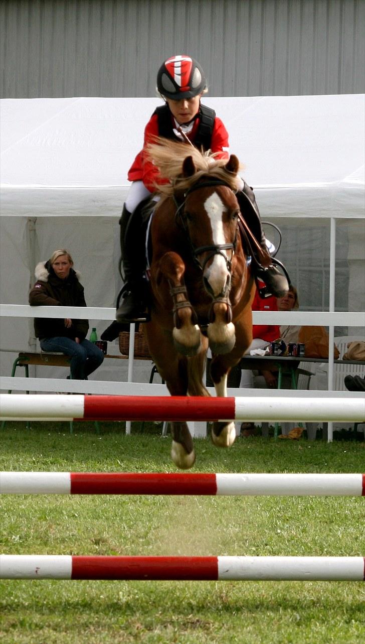 Welsh Pony af Cob-type (sec C) Tarzan *B-PONY* Solgt & savnet:´( - mb** okser 1 m bred(billed købt) billede 9