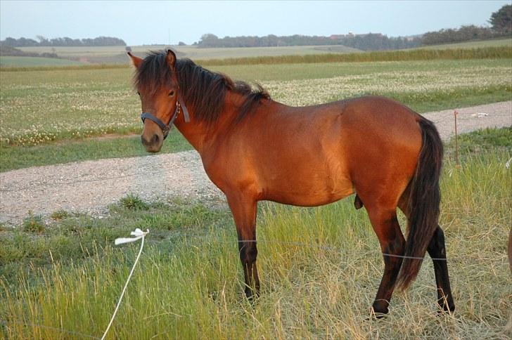Anden særlig race Frederik billede 17
