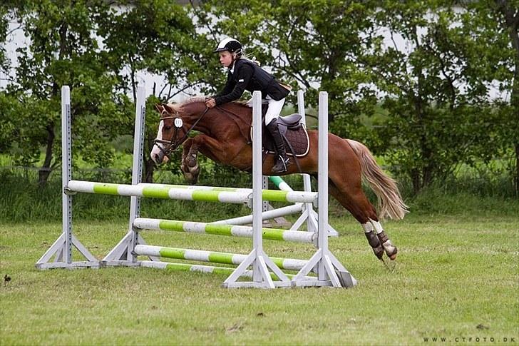 Welsh Pony af Cob-type (sec C) Tarzan *B-PONY* Solgt & savnet:´( - den dag jeg blev b-rytter i en mb**(købt billed) billede 12